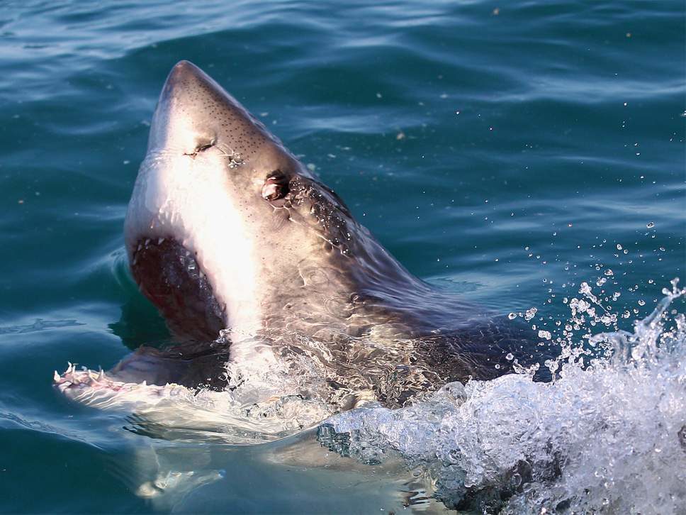 ataques tiburones,Australia