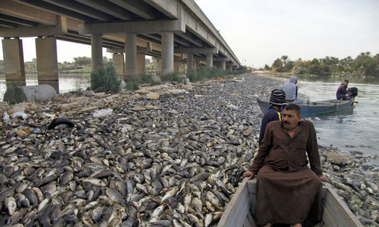 AFP peces irak