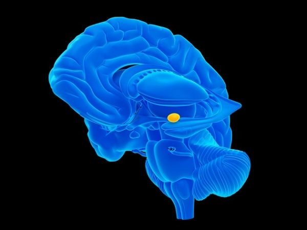 Clic para aumentar amygdala