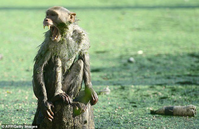 A monkey came into the family's home on the outskirts of India and ran off with the baby. File photo shows a monkey in north India