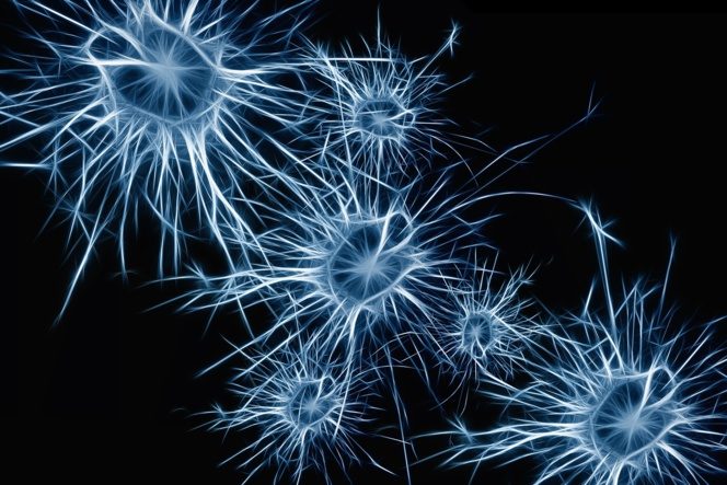 cerebro