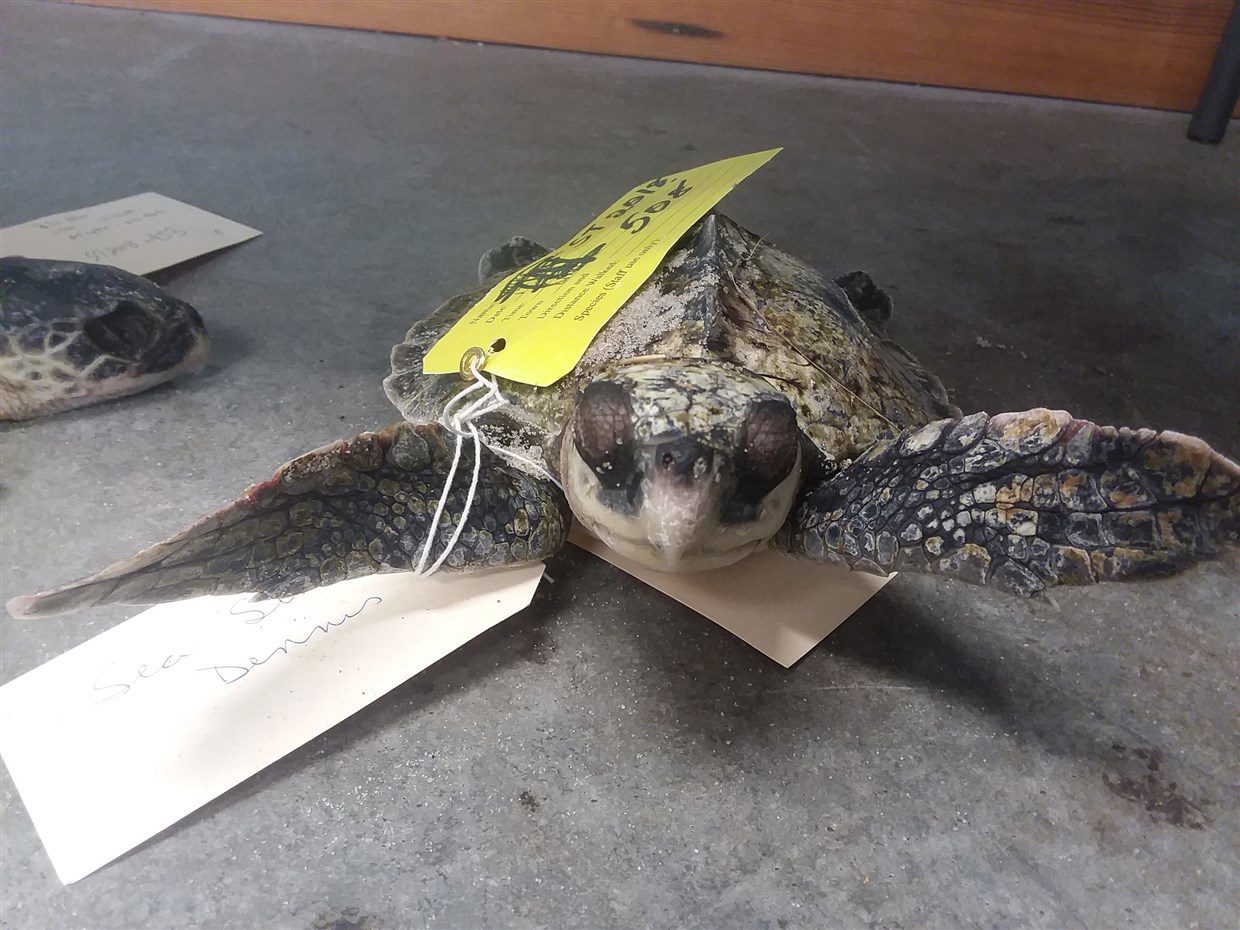 A sea turtle is found dead along frozen waters in Cape Cod Bay in Massachusetts around 6 a.m. Friday.