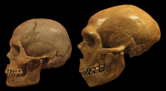 Human y neandertal
