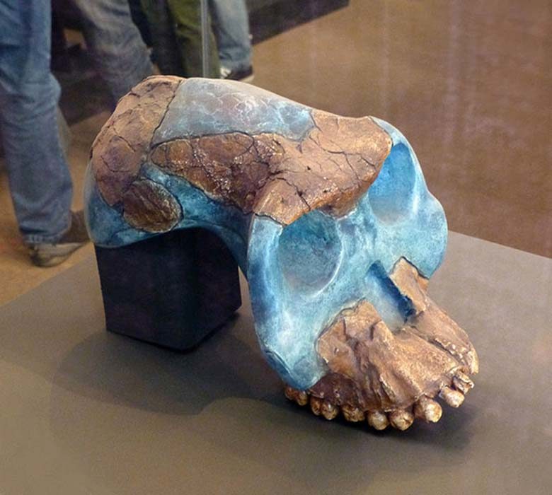 Cráneo reconstruido de un Australopithecus garhi