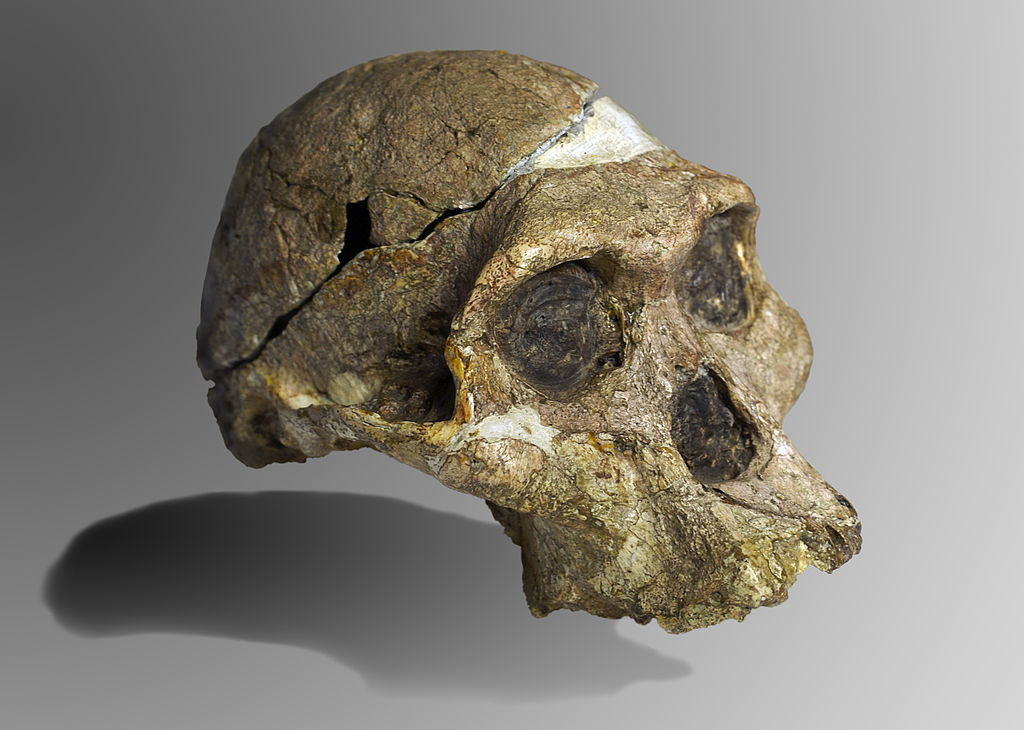 Cráneo completo Australopithecus africanus