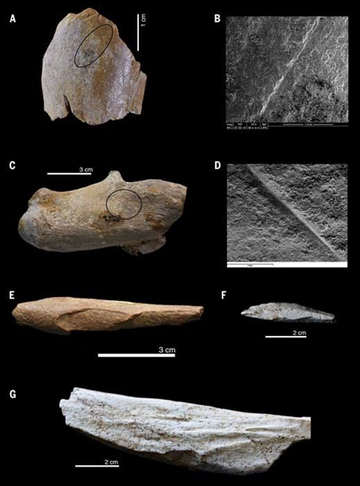 actividad de antiguos homininos en huesos animales hallados en Ain Boucherit
