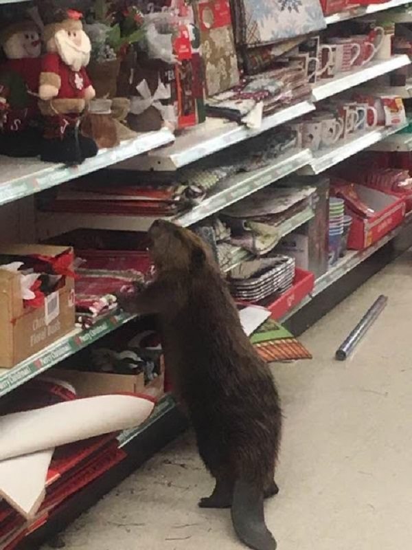 castor,árbol de navidad,supermercado
