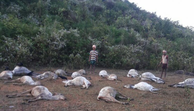 muerte de vacas,India,misteriosa muertes de vacas