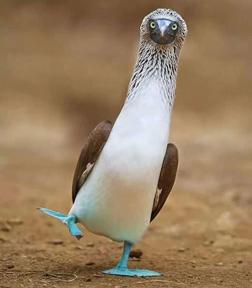 Clic para aumentar Booby