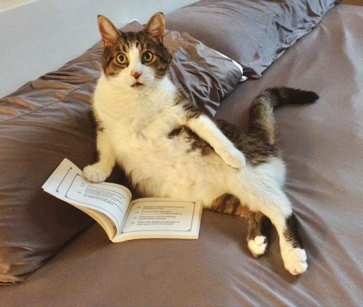 Detective story for cats.