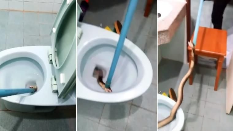 cobra en inodoro