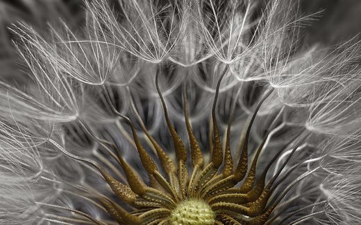 Senecio Vulgaris Seed Head Nikon-Macro-Photo-Contest