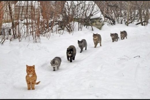 Cats snow