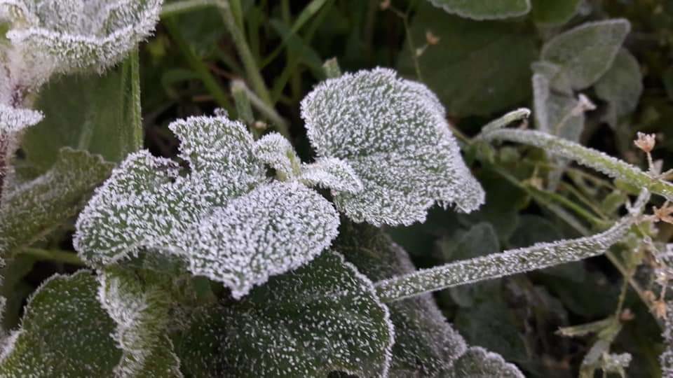 nieve Munnar, India