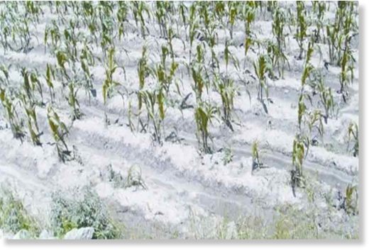 crop snow