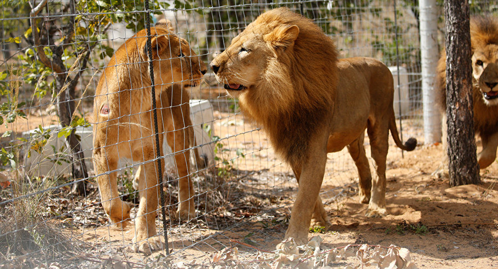 Lions leones