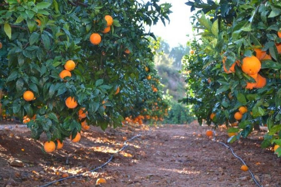 naranjas