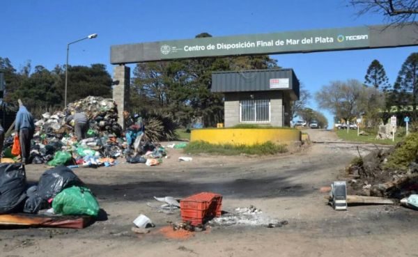 Hambre en Mar del Plata: Buscan pollos podridos descartados por supermercado