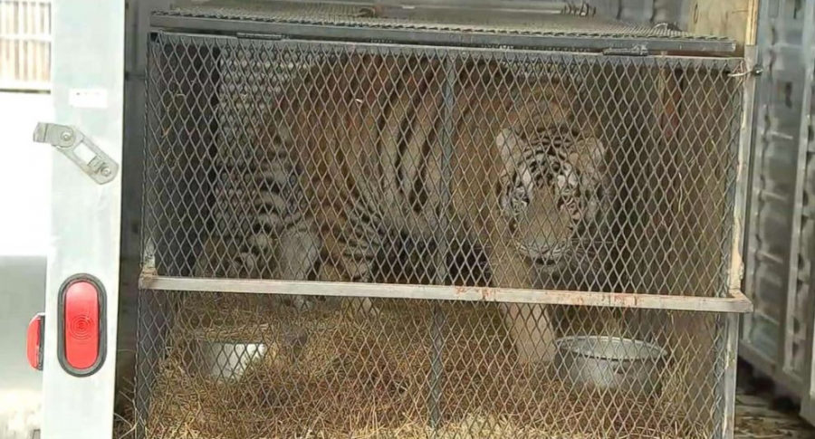 El tigre está en buenas condiciones de salud | abc