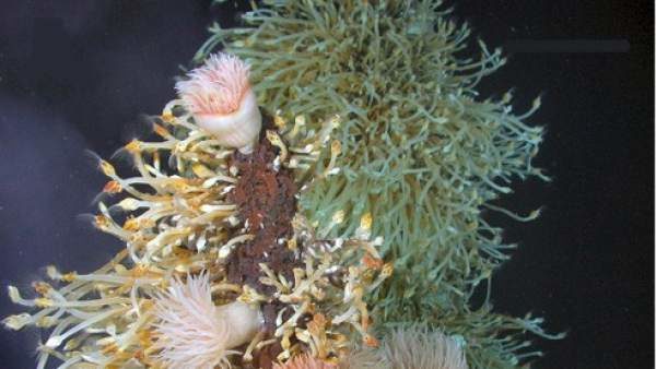 plantas