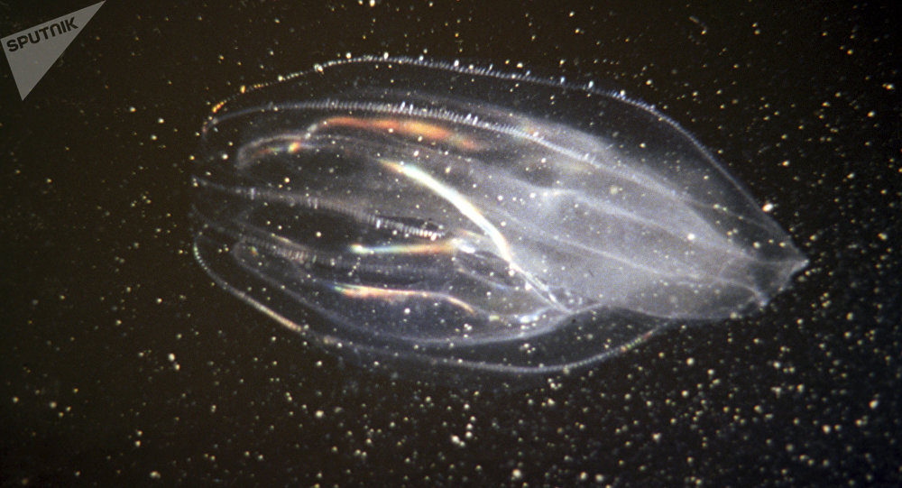 monstruo marino con 18 tentáculos esconde enigmas sobre nuestro origen
