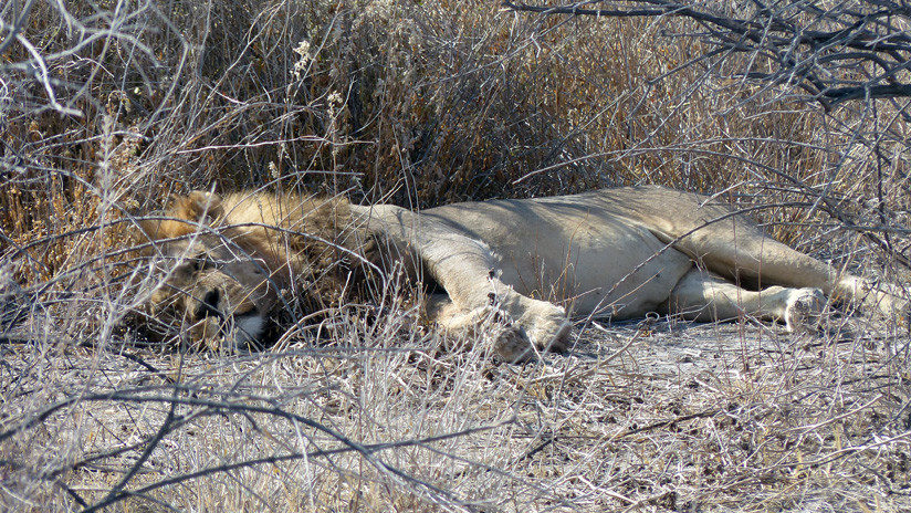 Un cazador mata a un león dormido, lo identifican y resulta que había acabado al menos con 70 animales de gran tamaño,cazador