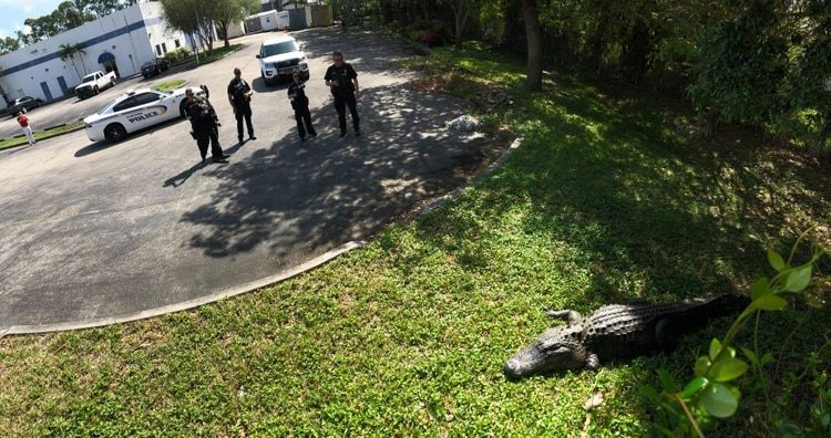 caiman florida
