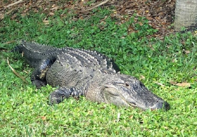 caiman florida 2