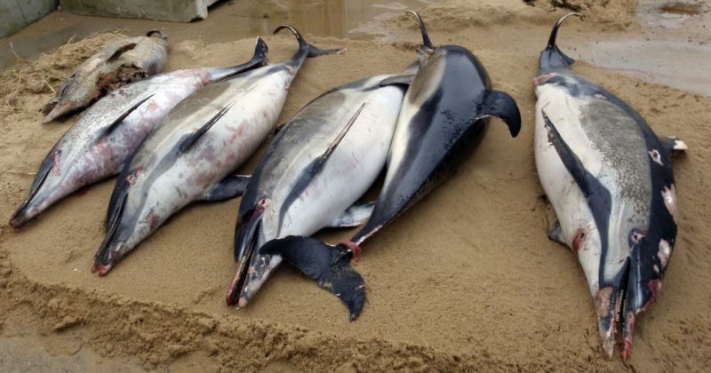 Esta foto del 7 de marzo del 2019 proveída por el Observatoire Pelagis muestra a delfines muertos en La Tranche sur Mer, en la costa atlántica de Francia.