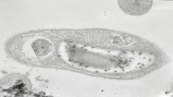 bacteria