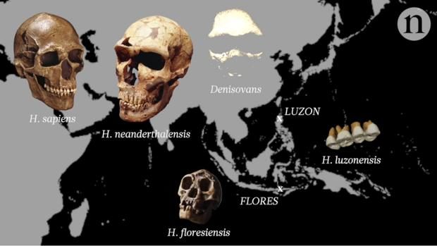 H. luzonensis existió al mismo tiempo que sapiens, neandertales, denisovanos y el hombre de Flores.