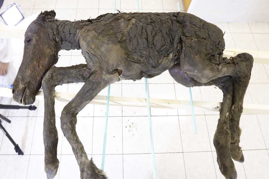 siberian horse