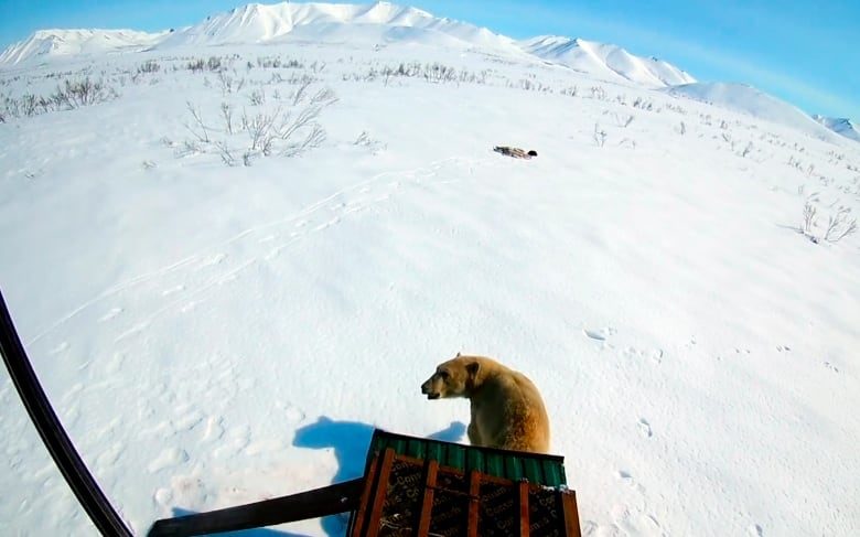 Clic para aumentar Rescue workers release the polar bear somewhere
