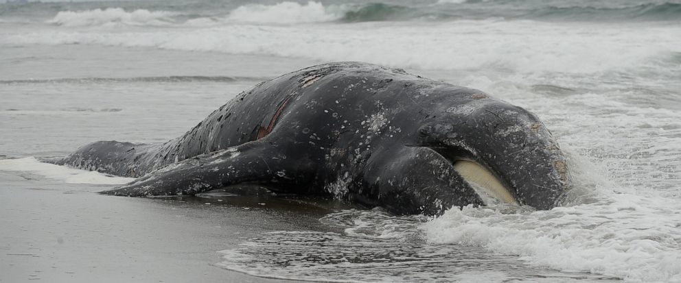 Waves roll into a dead whale at Ocean Beach in San Francisco, Monday, May 6, 2019.