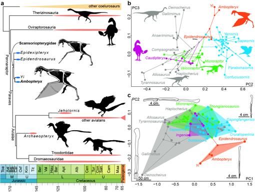 Diagrama que muestra el parentesco evolutivo de Ambopteryx con otras especies
