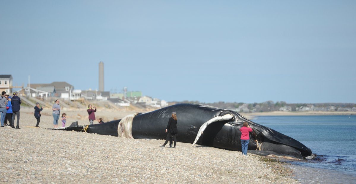 Humpback whale carcass washes up on East Sandwich beach