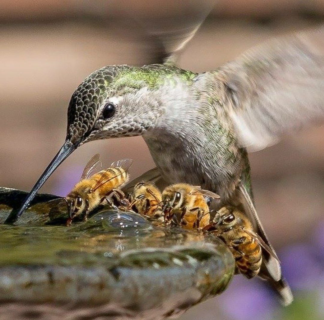 Humming bird and bees