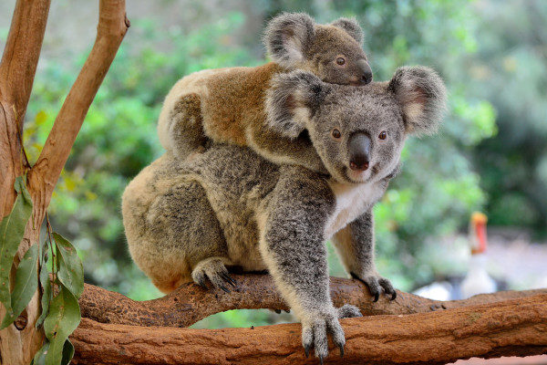 Koalas functionally extinct
