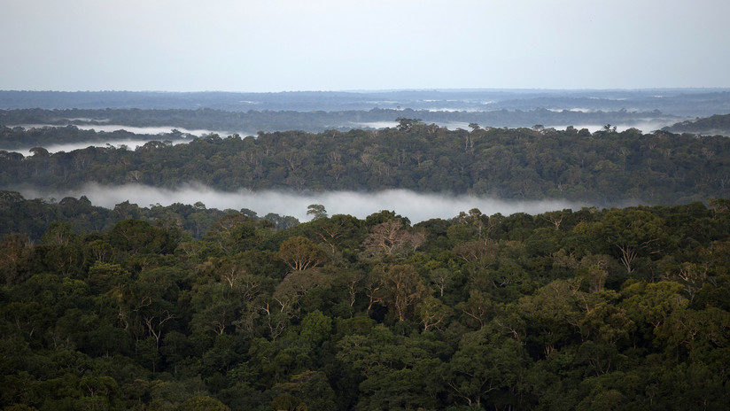 Amazon selva jungle Amazonas