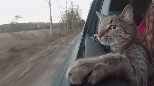 Cats can ...