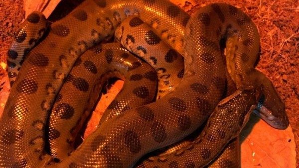 Una anaconda se reproduce sin la intervención de ningún macho