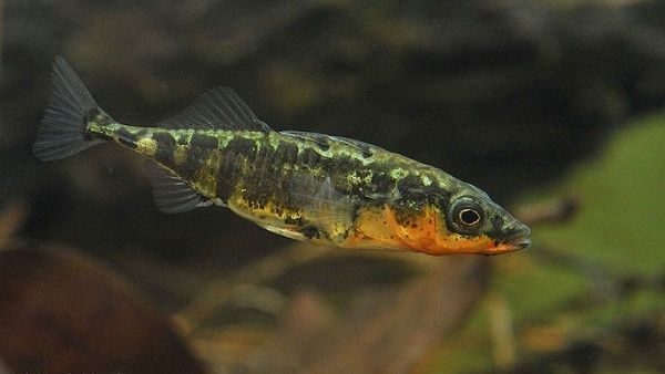 Descubren cómo algunos peces marinos se adaptan al agua dulce