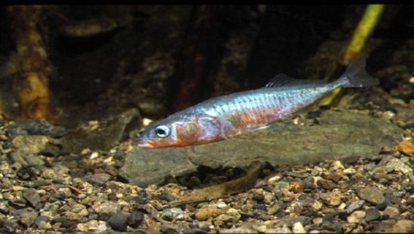 Descubren cómo algunos peces marinos se adaptan al agua dulce