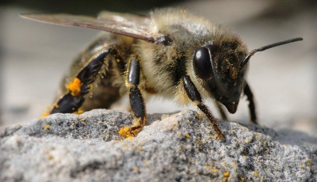 Abeja