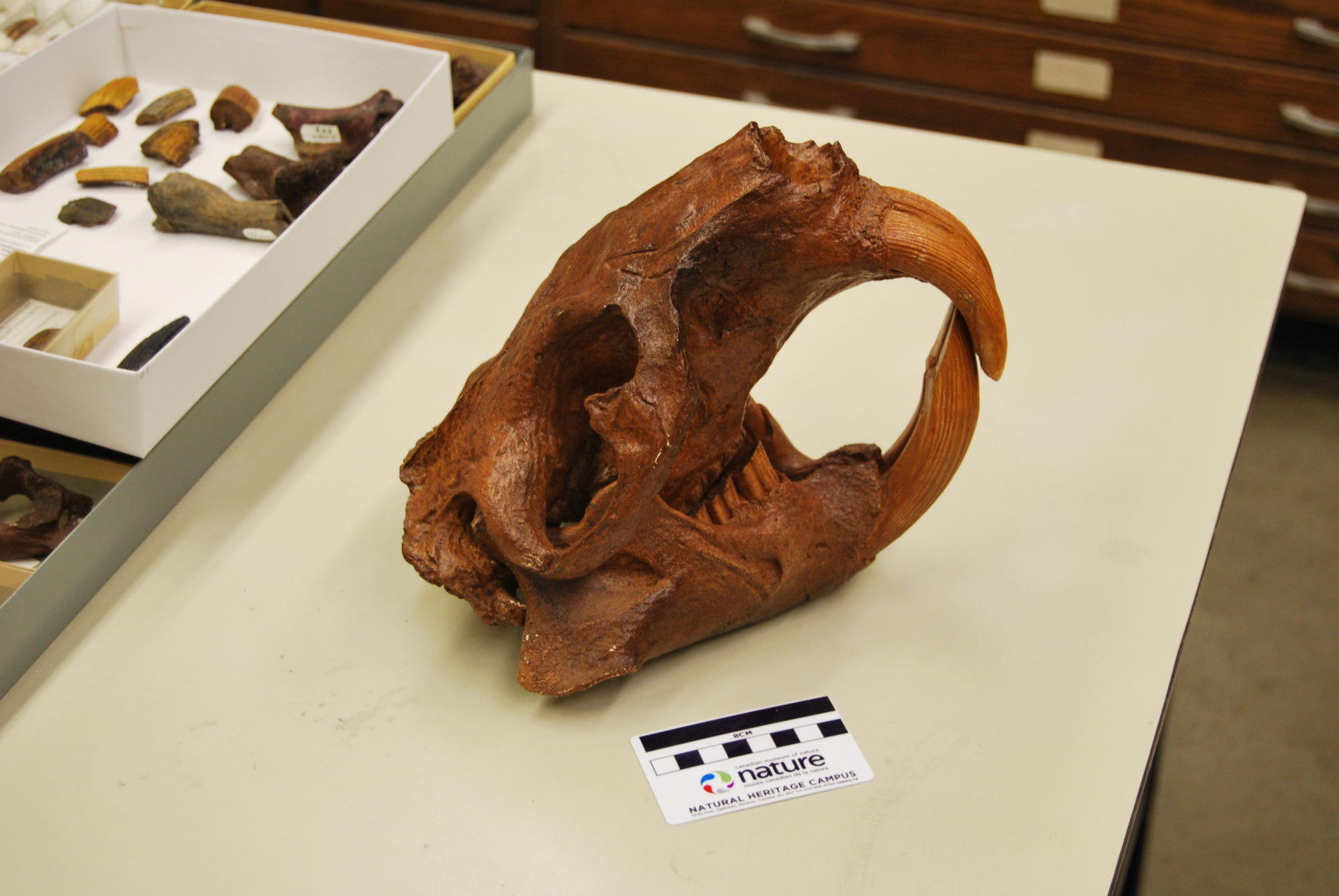 castores,Perfil del cráneo de un castor gigante.