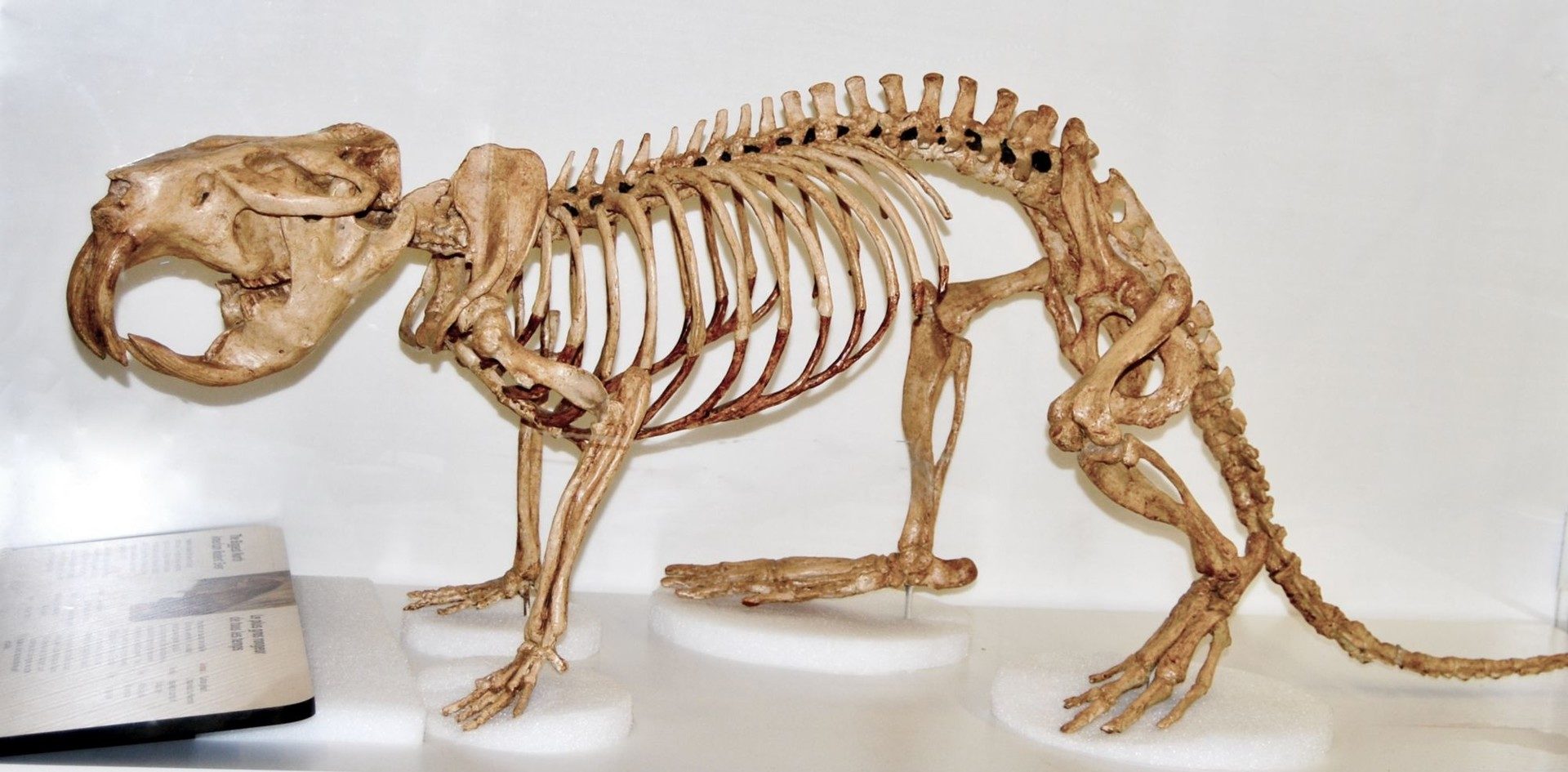 castores,Esqueleto de un castor gigante