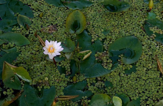 Un lirio acuático en el Jardín Botánico de Nueva York en febrero de 2019