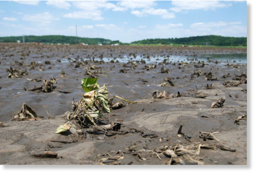 damaged soybeans