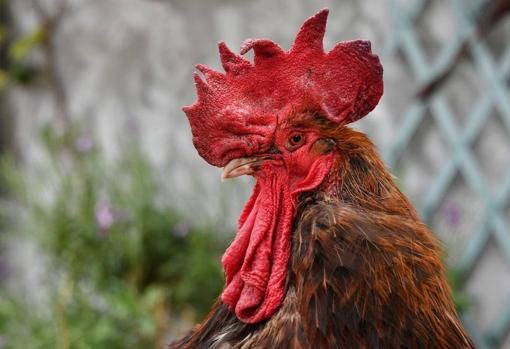 El gallo demandado, Maurice