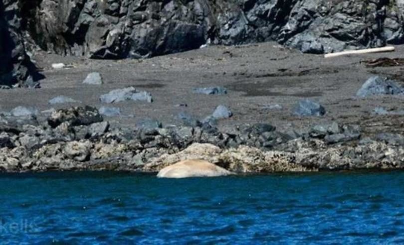 A dead gray whale near Portage Bay